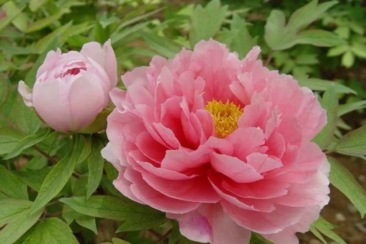 Peony