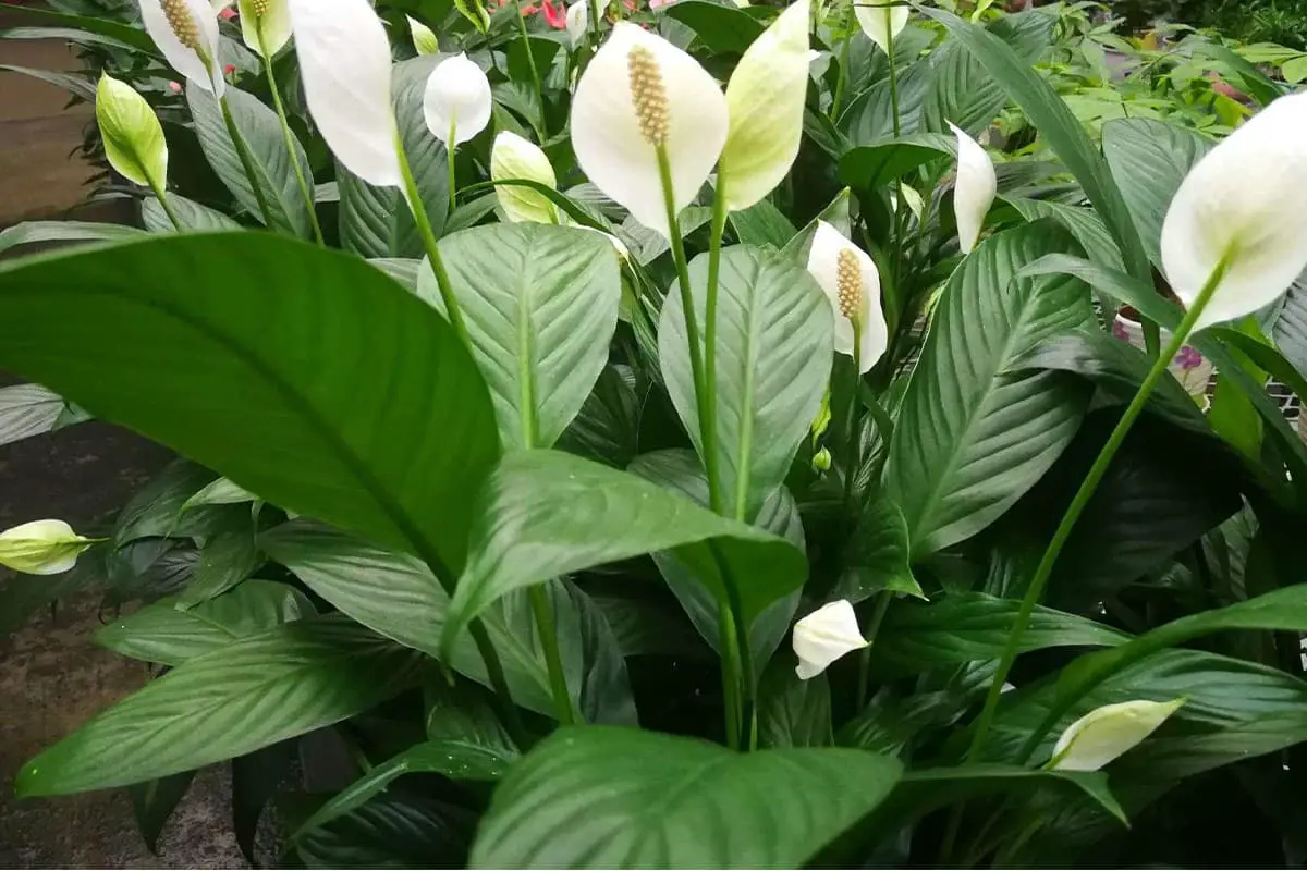 Spathiphyllum