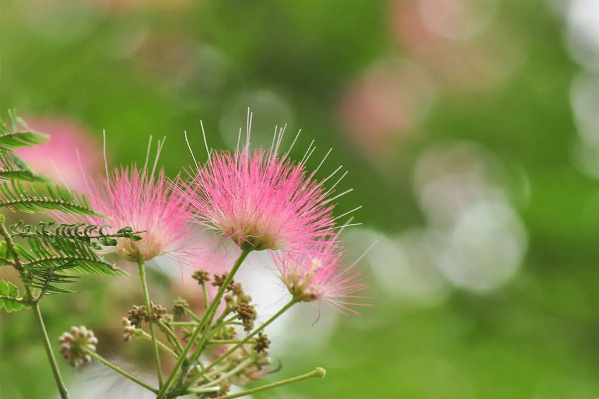 Albizia julibrissin