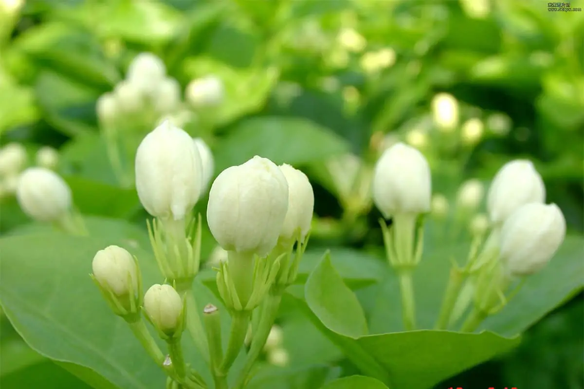 Jasmin