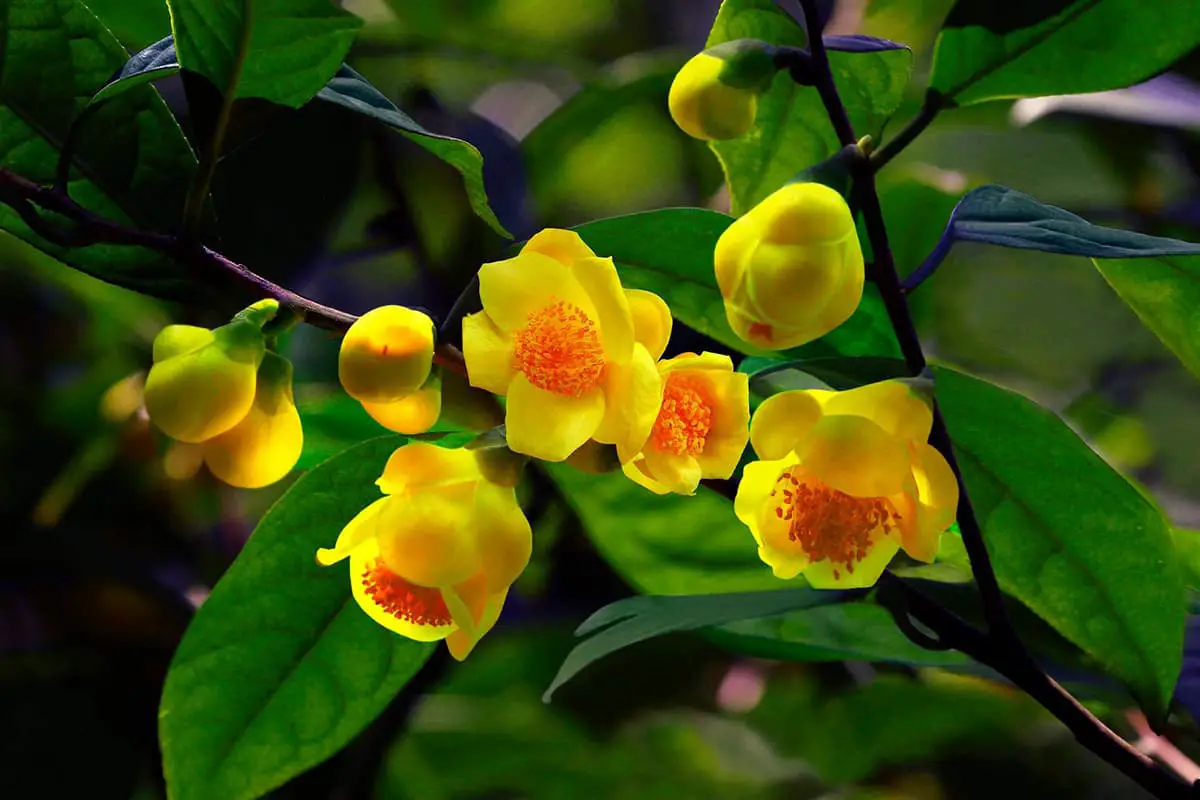 Golden Camellia