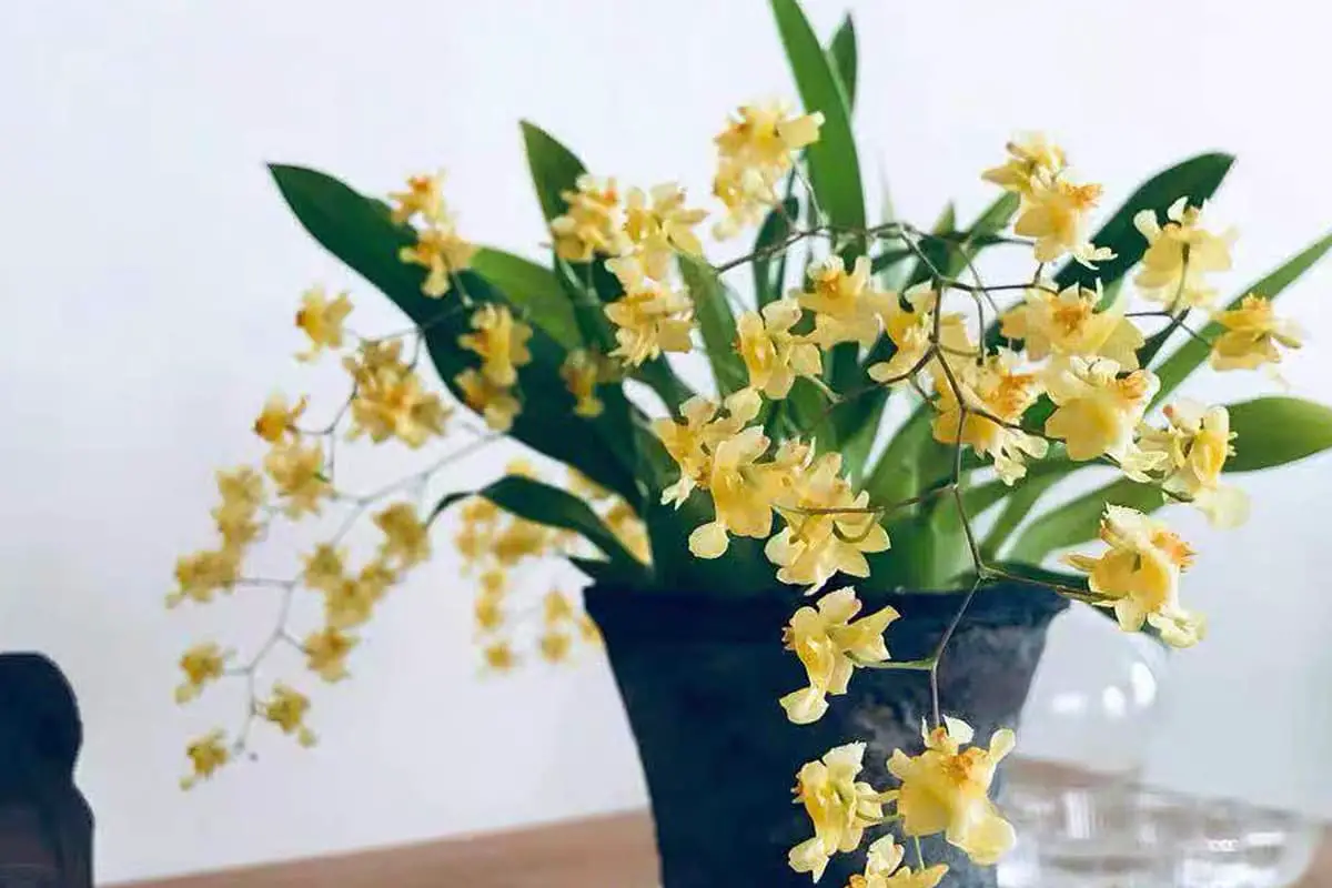 Flowers Suitable for Father's Day