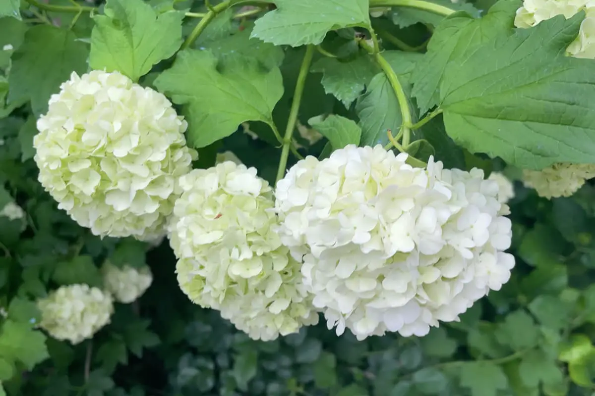 Flowers Suitable for Father's Day