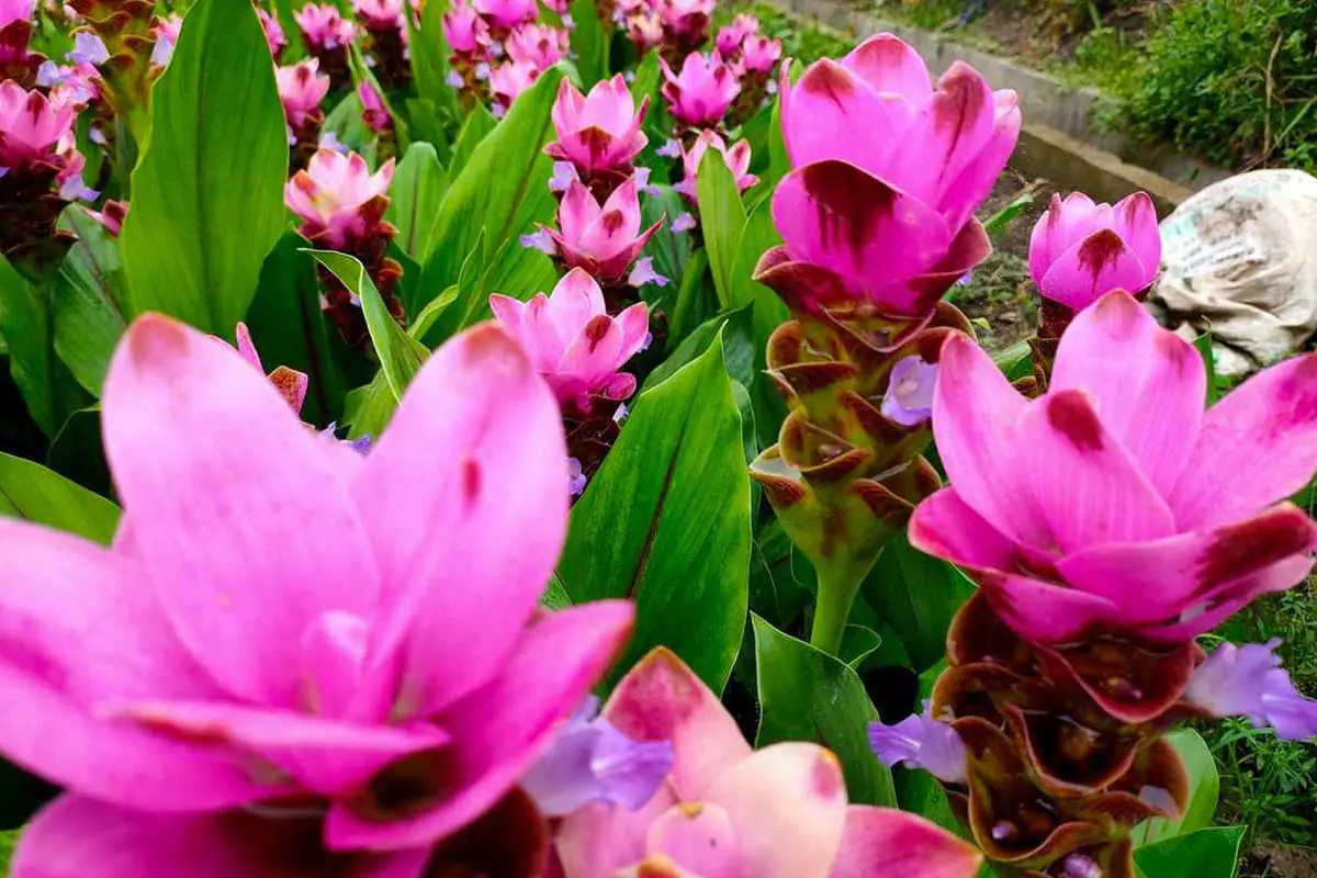 Flowers Suitable for Father's Day