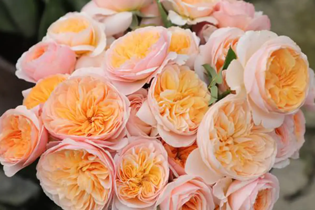 Flowers Suitable for Father's Day