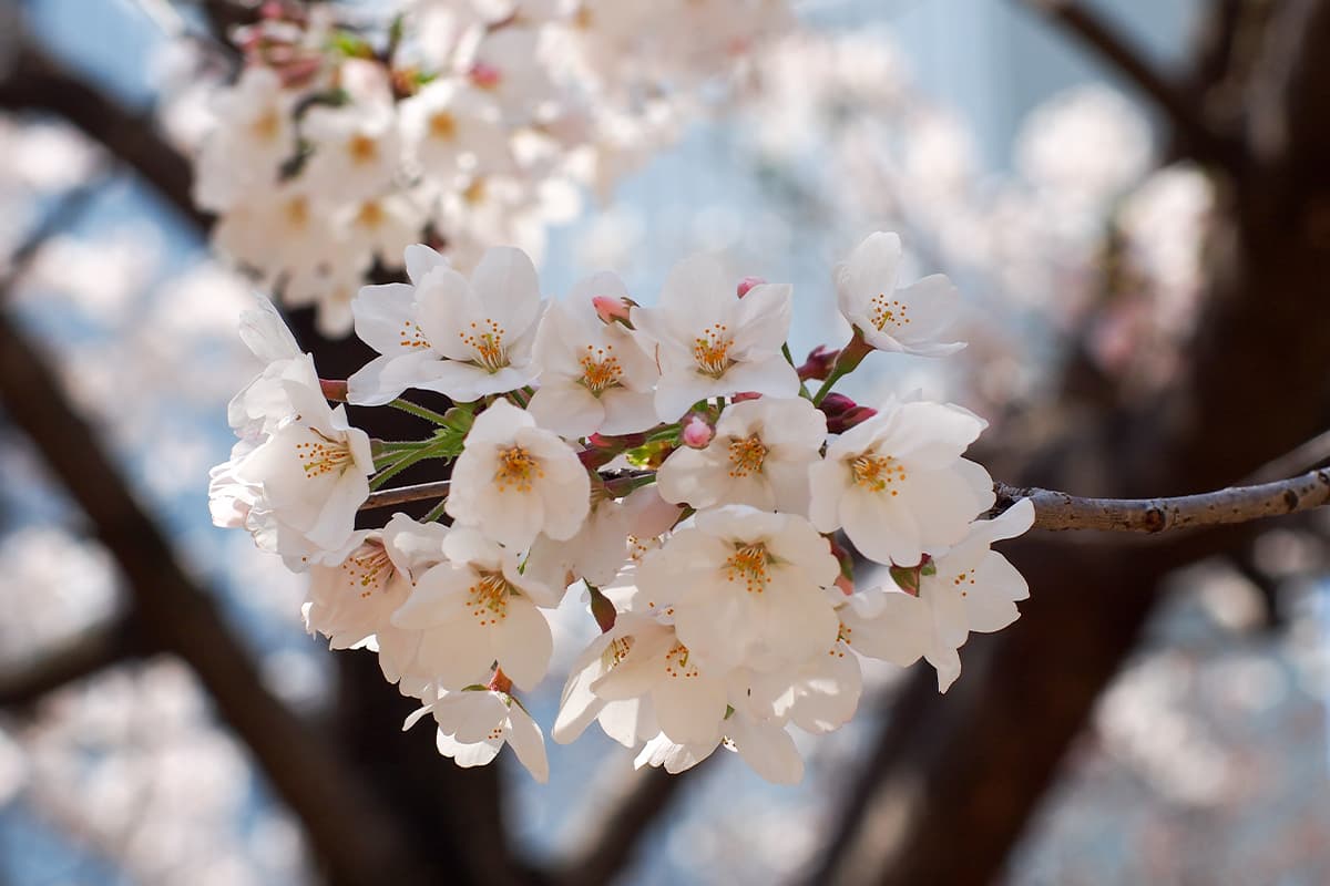 Cerejeiras em flor de Tóquio