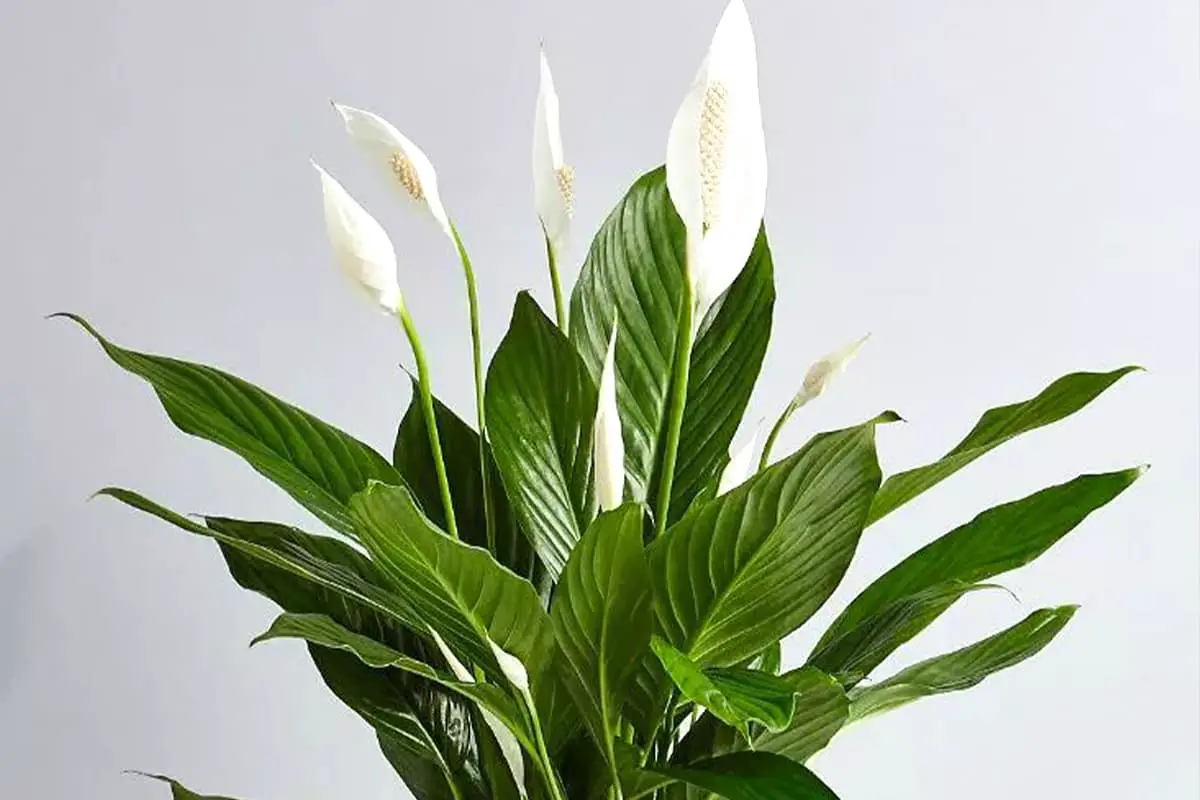Spathiphyllum