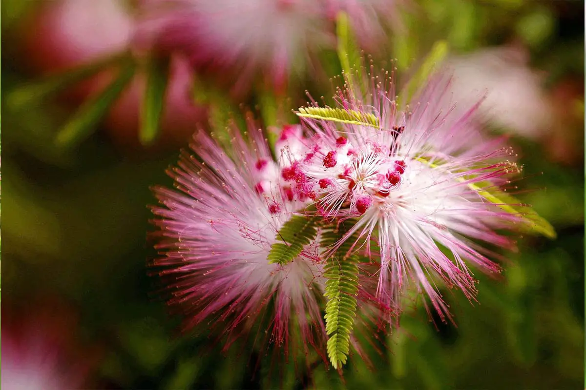 Albizia julibrissin
