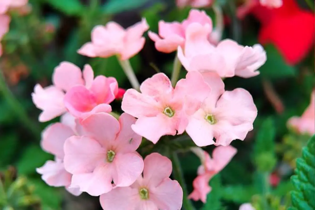 Verbena