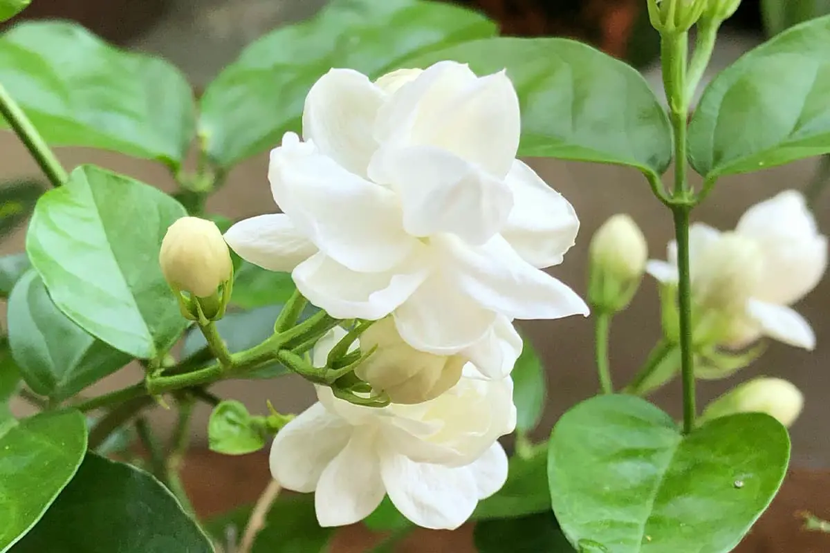 Jasmin