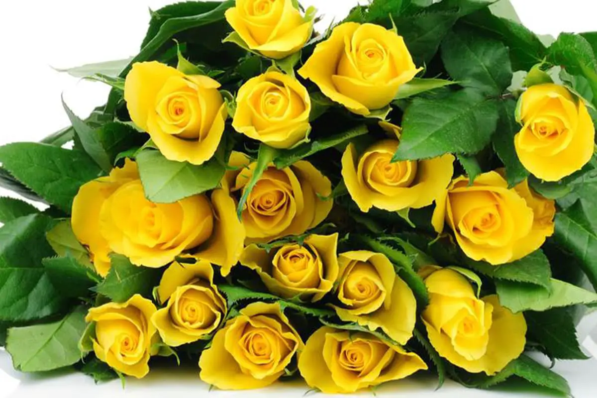 Flowers Suitable for Father's Day