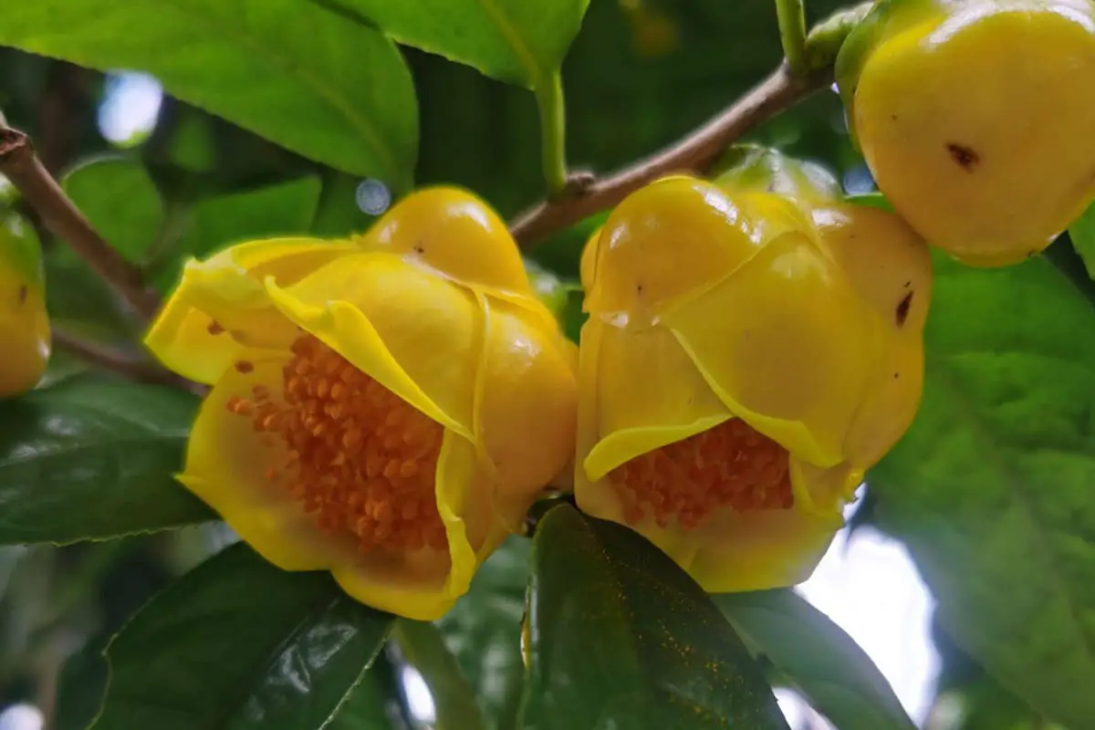 Golden Flower Tea