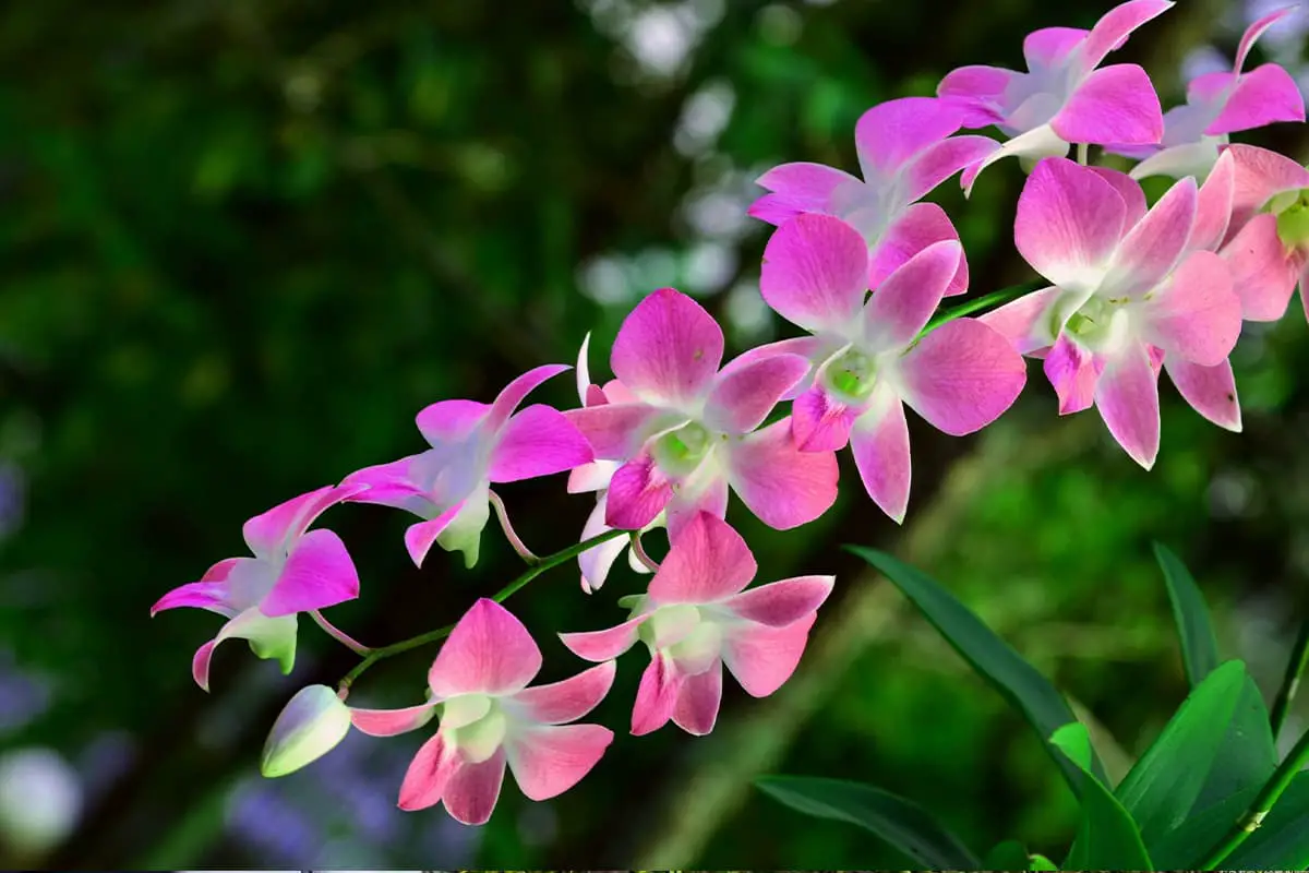 Orchidée