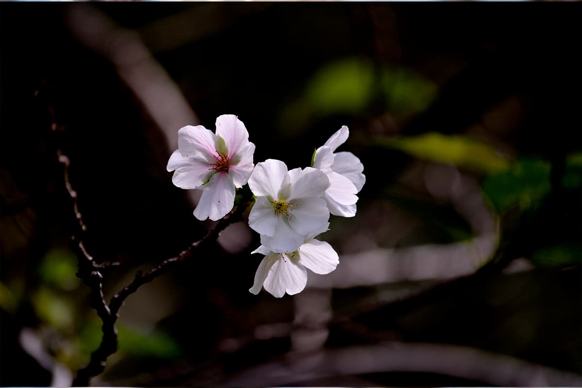 Cerejeiras em flor de Tóquio