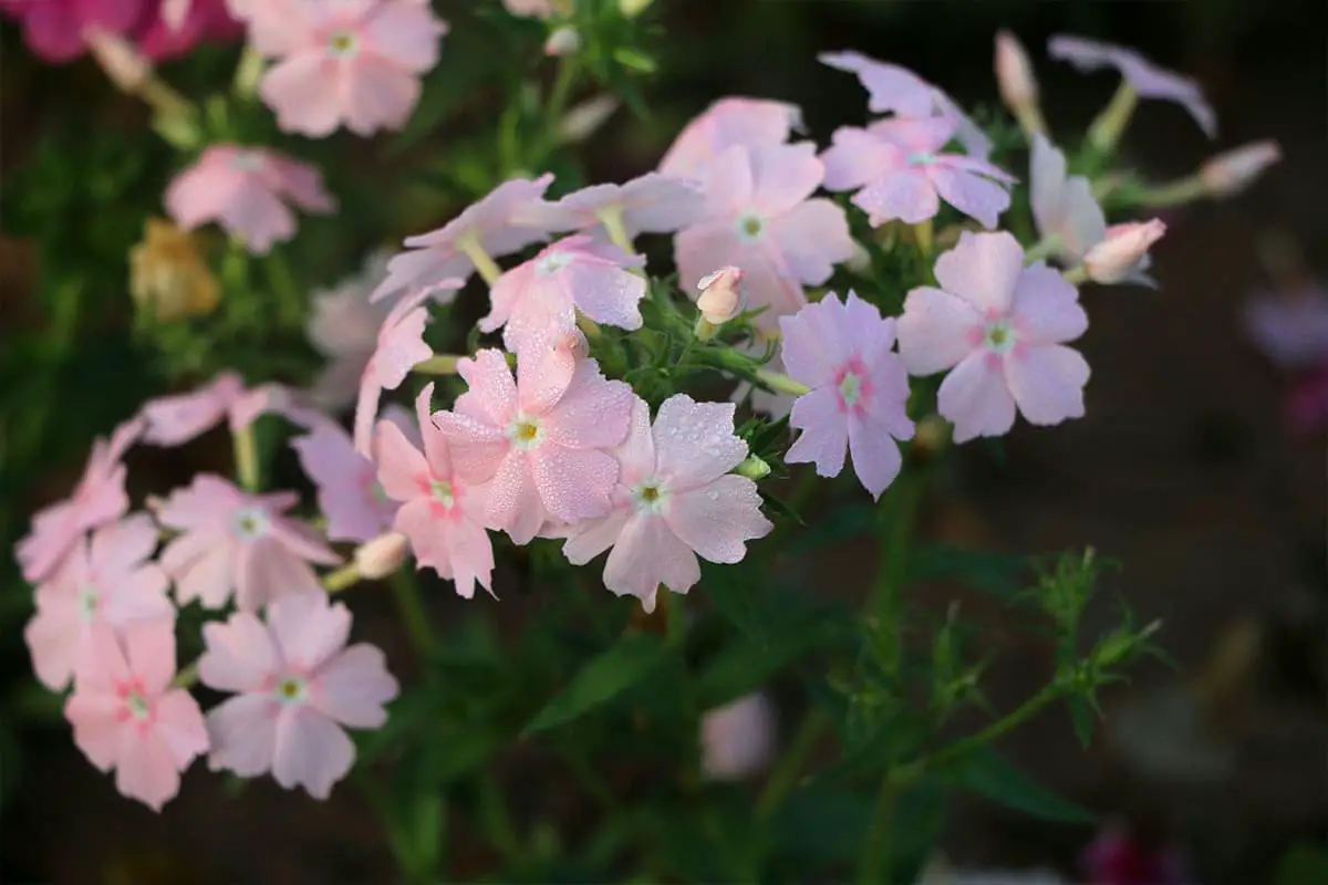 Verbena