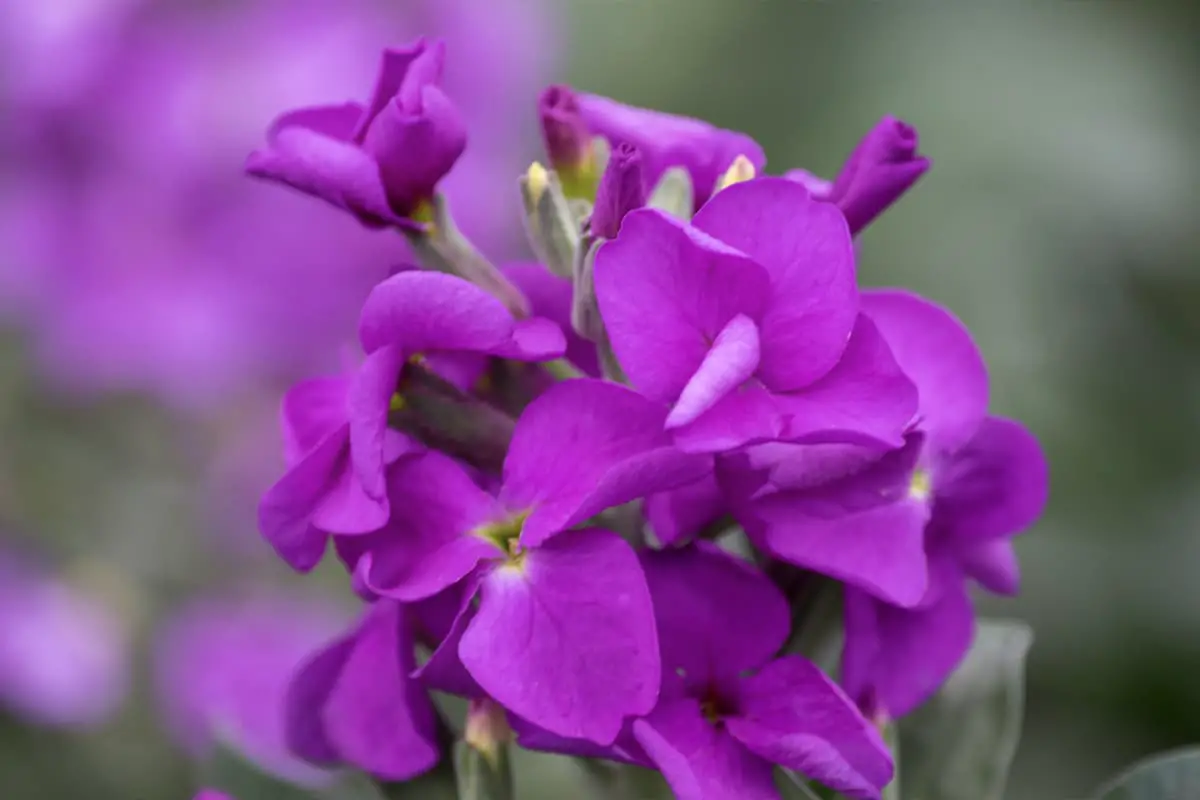 violet