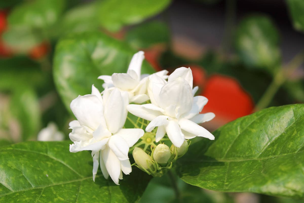 Jasmin
