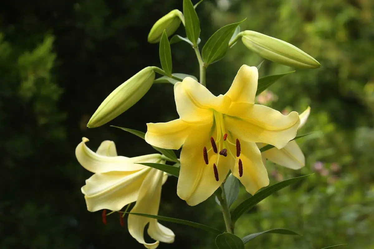 Lily