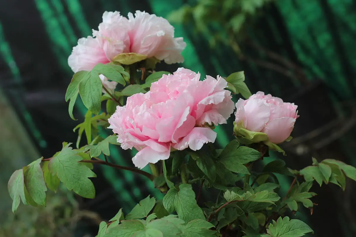 Peony