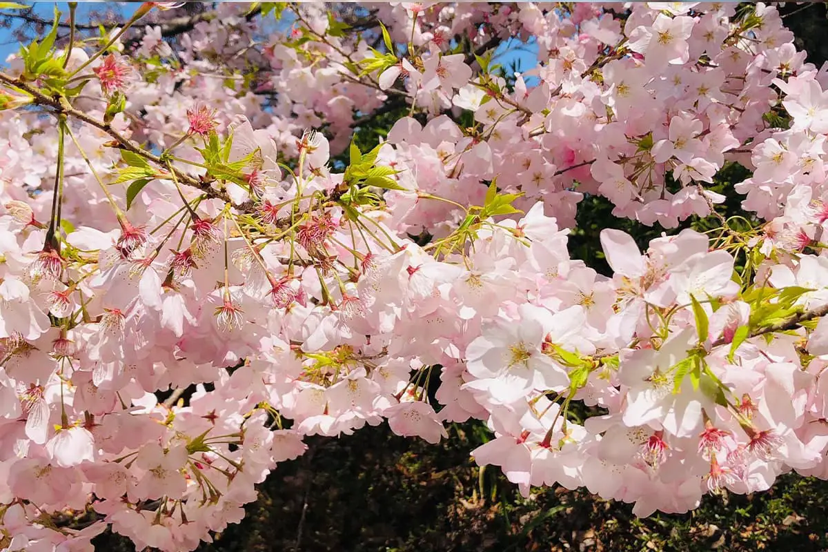 Cerejeiras em flor de Tóquio