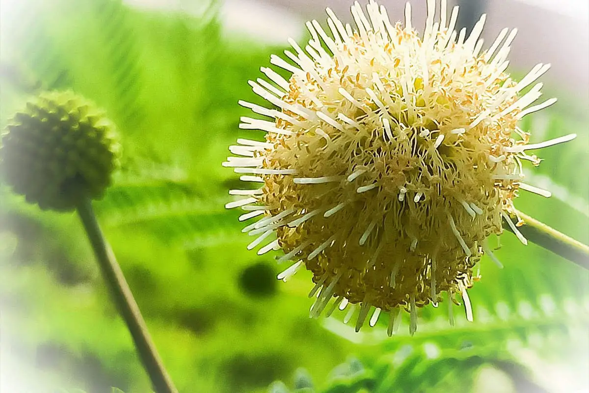 Albizia julibrissin