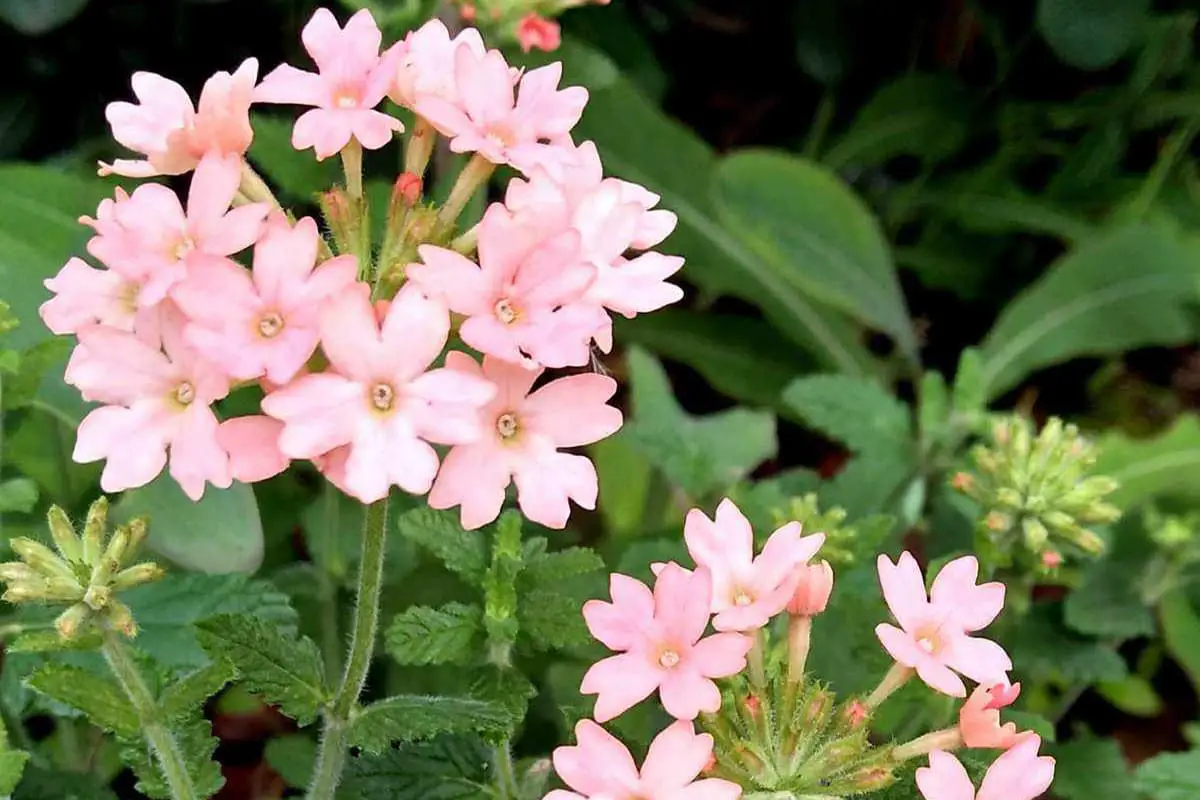 Verbena