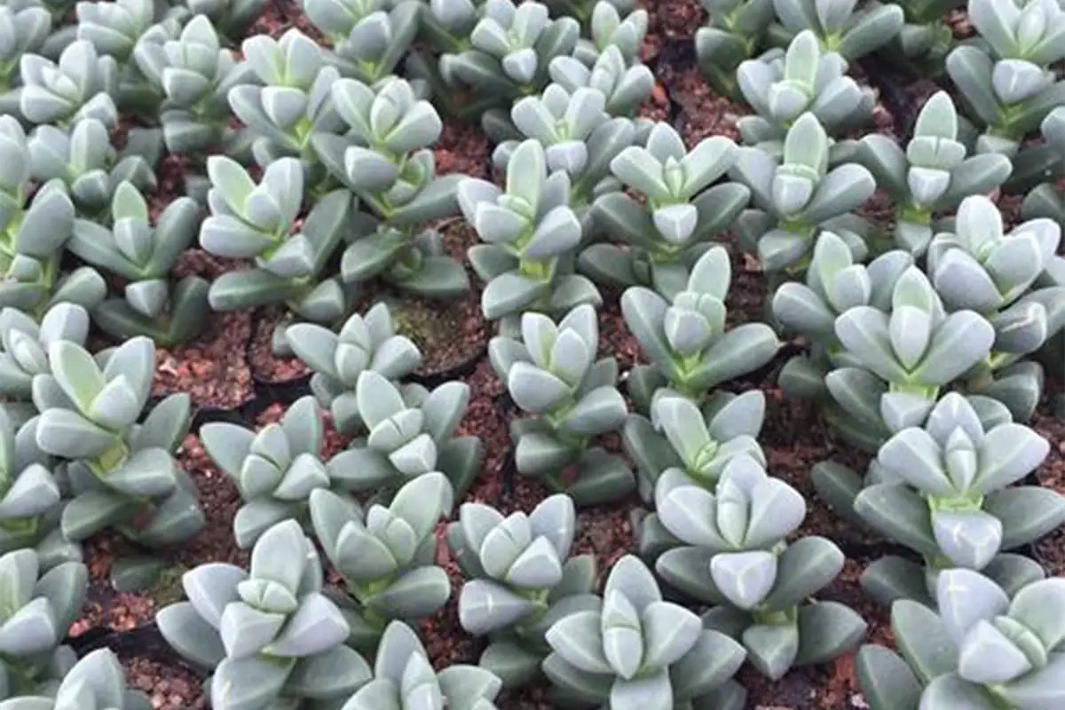 Astridia velutina