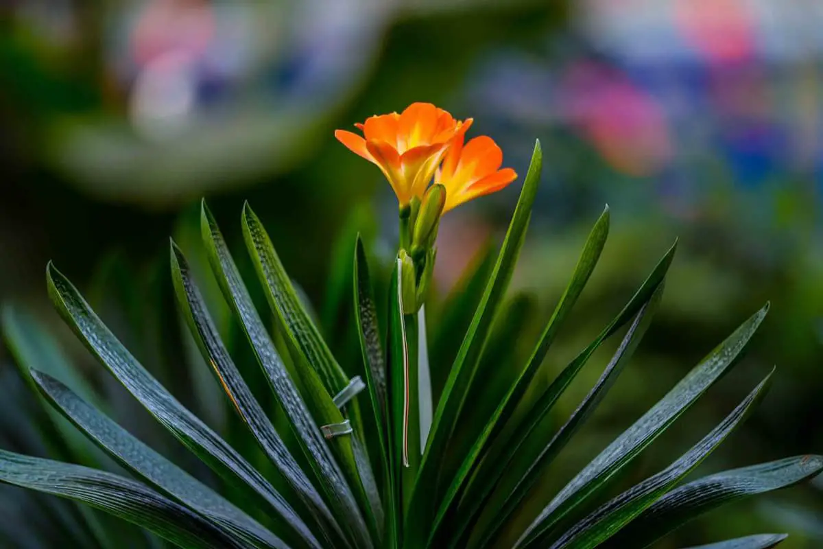 Clivia
