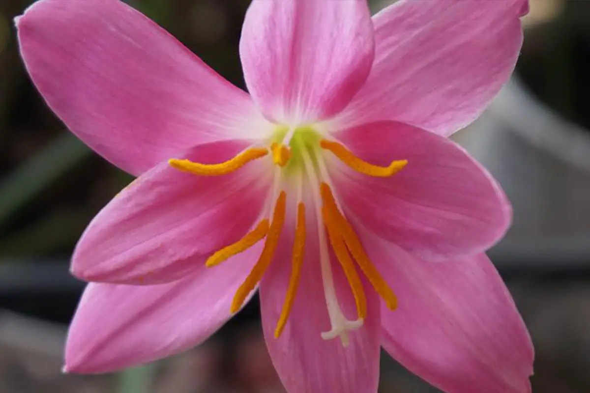 Orchidée