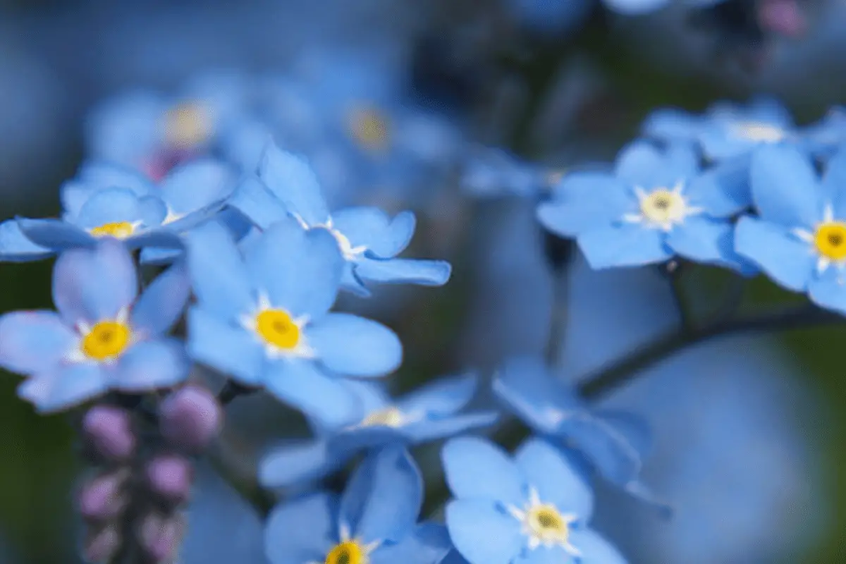 Was ist &amp;quot;Vergissmeinnicht&amp;quot;? - BlumenBuch