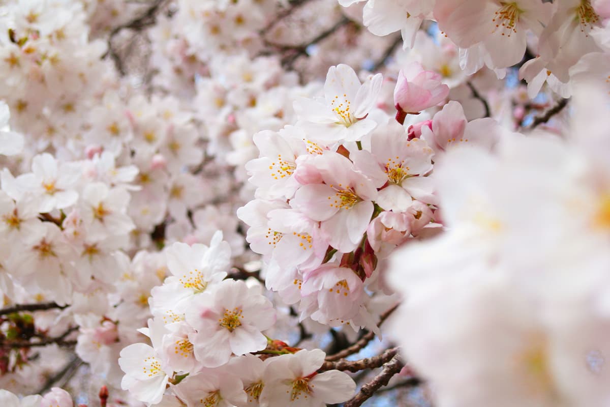 Cerejeiras em flor de Tóquio