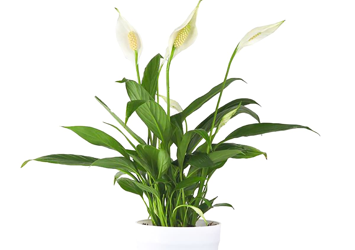 Spathiphyllum