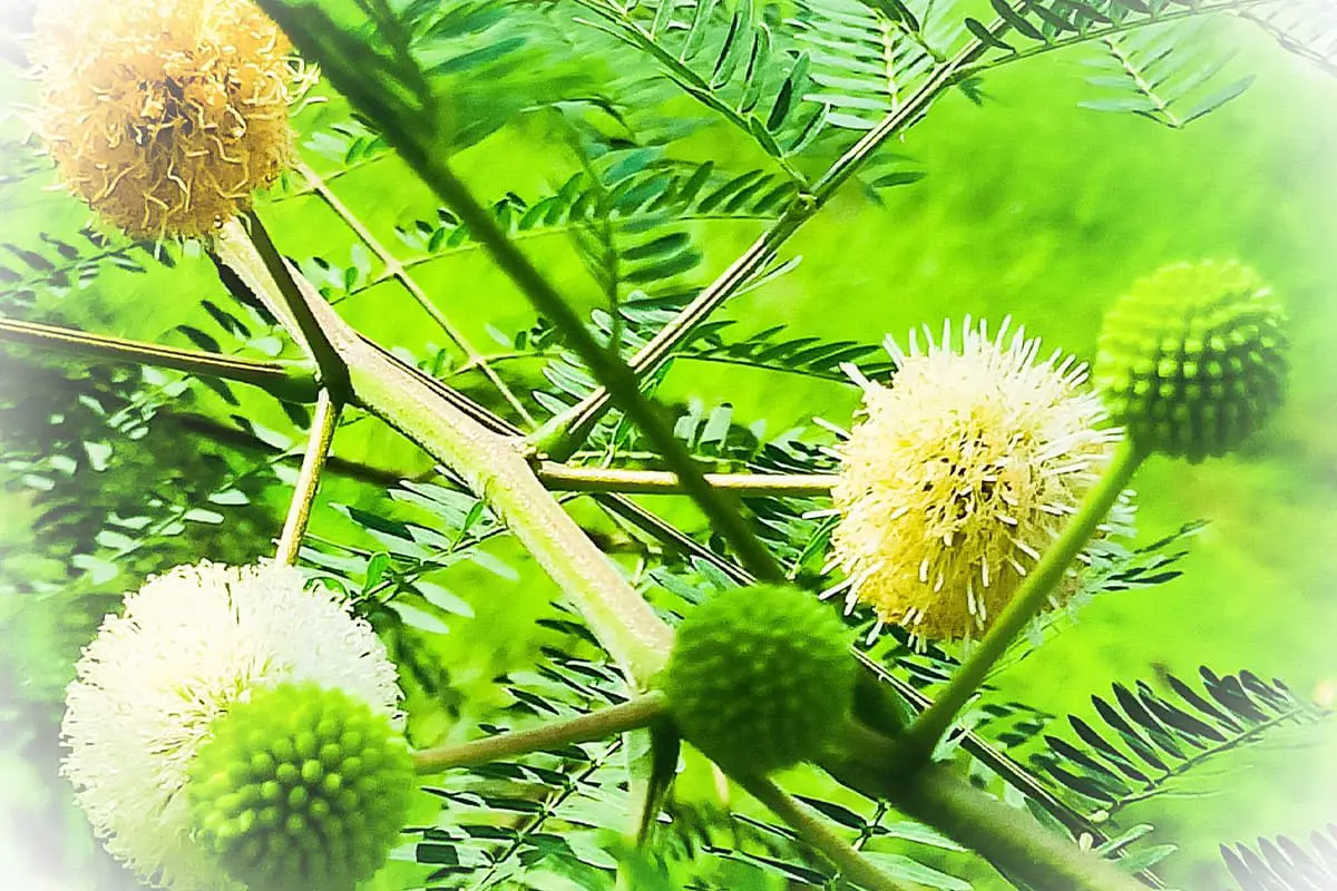 Albizia julibrissin