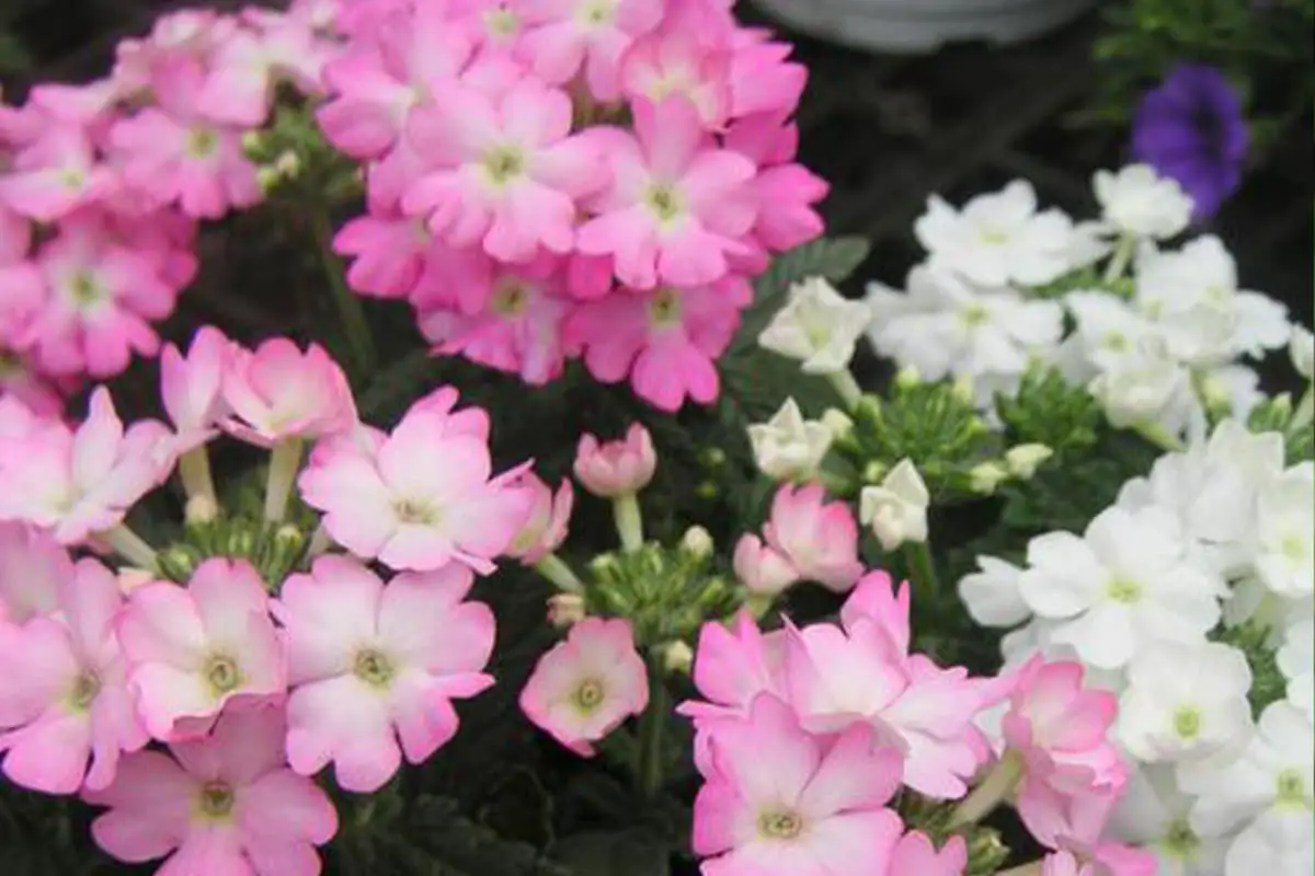 Verbena