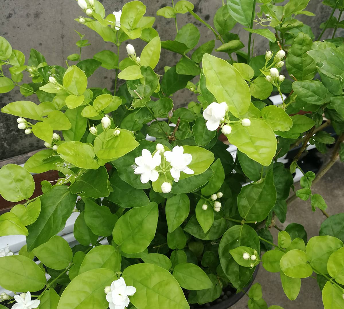 Jasmin