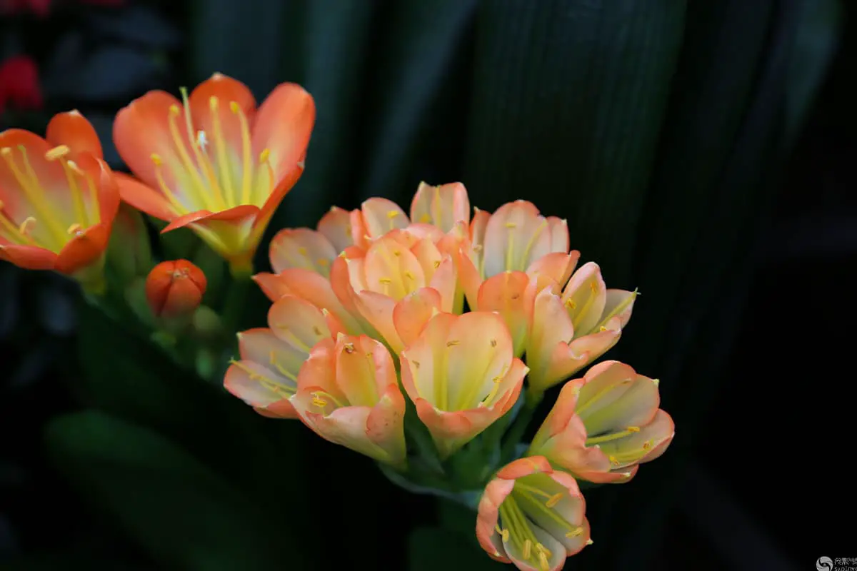 Clivia