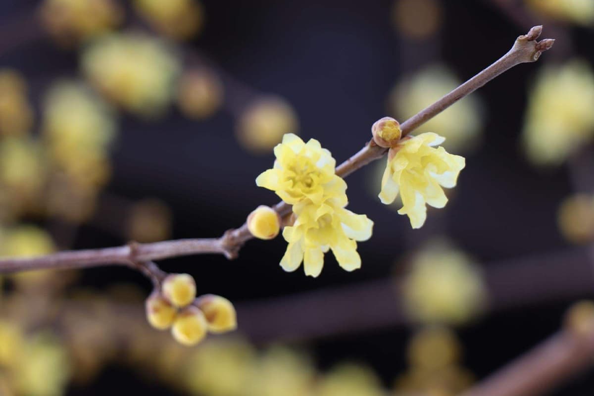 What Is Wintersweet Flower? FlowersLib