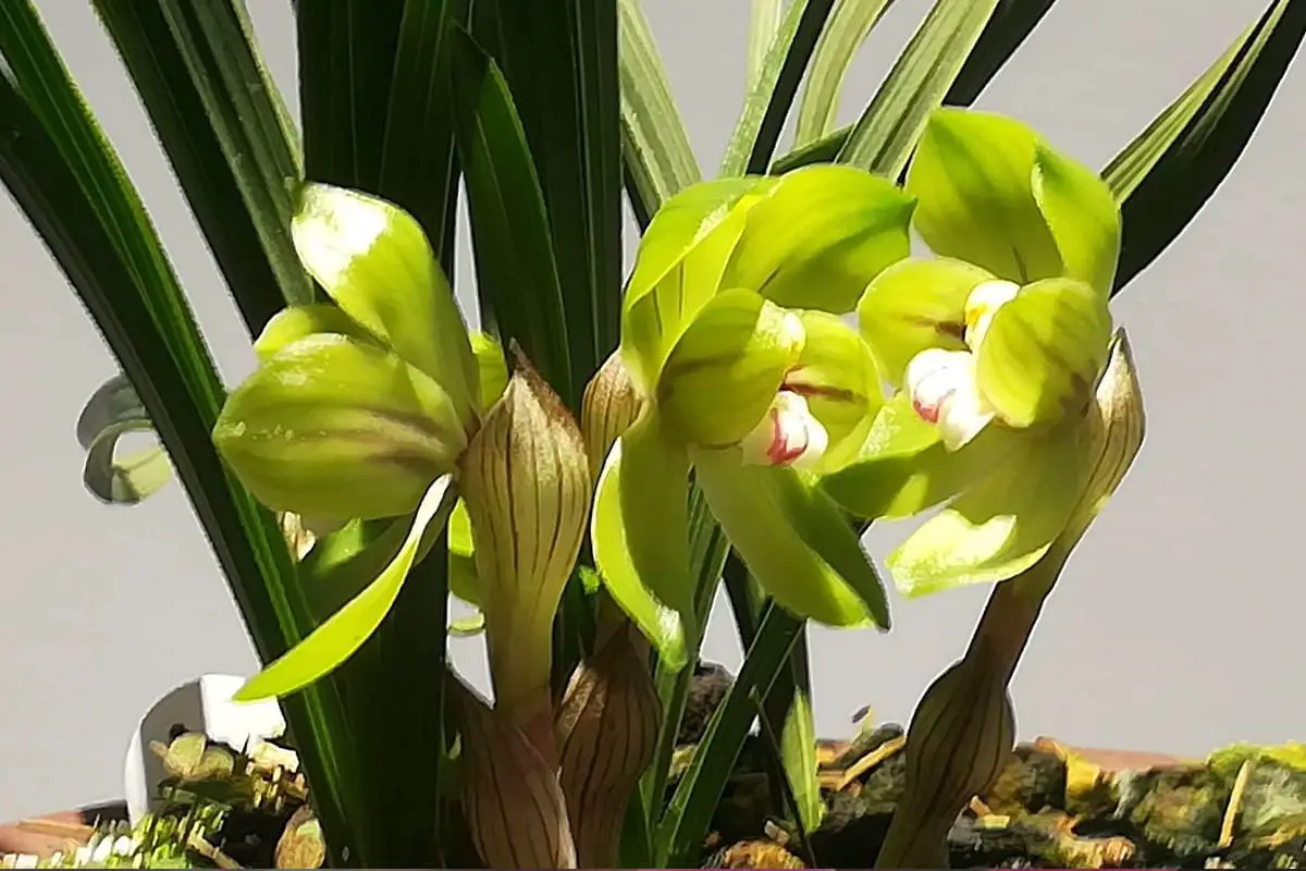 Orchidée