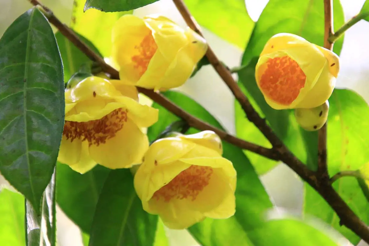Golden Flower Tea