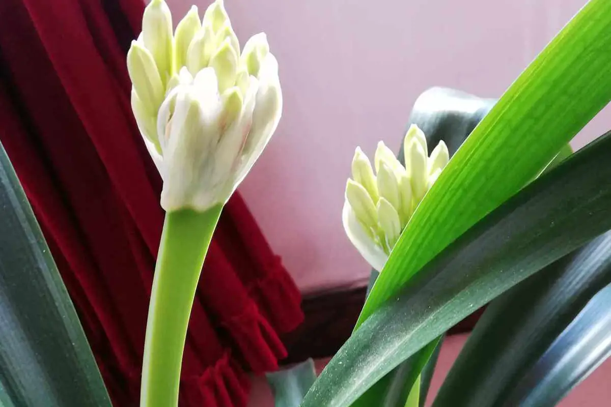 Clivia