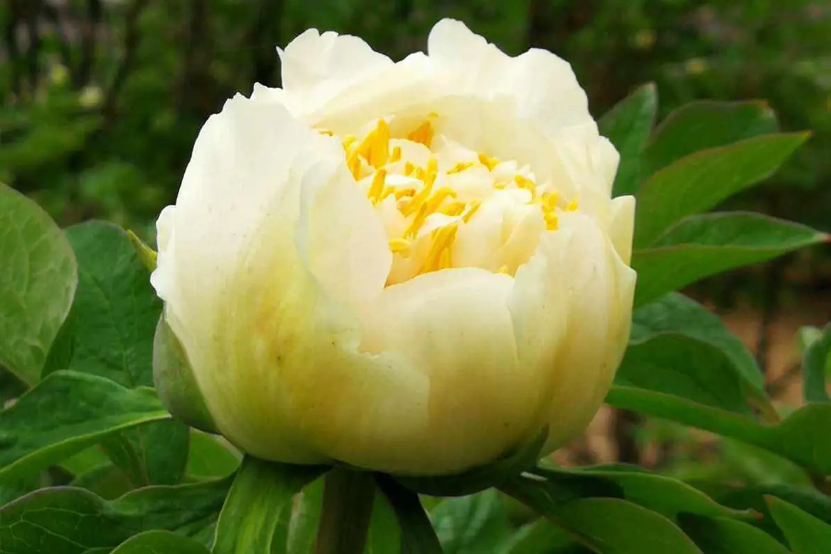 Peony