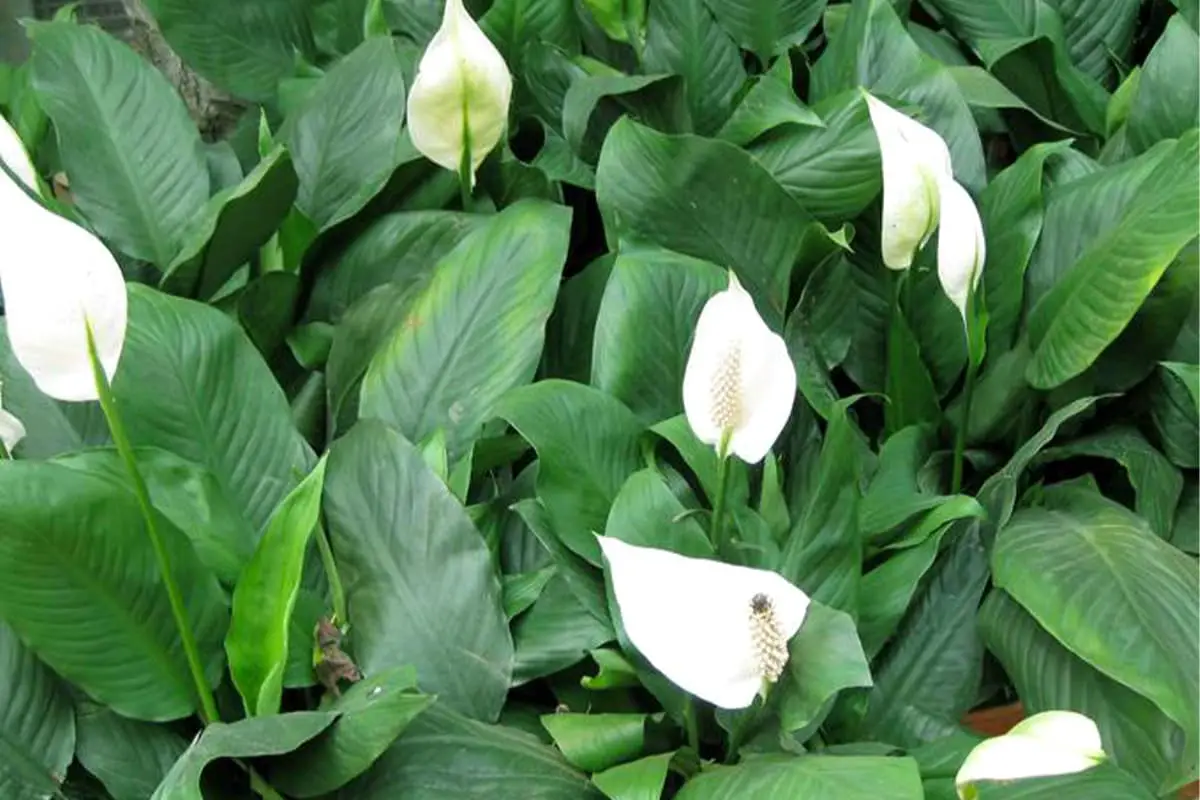 Spathiphyllum