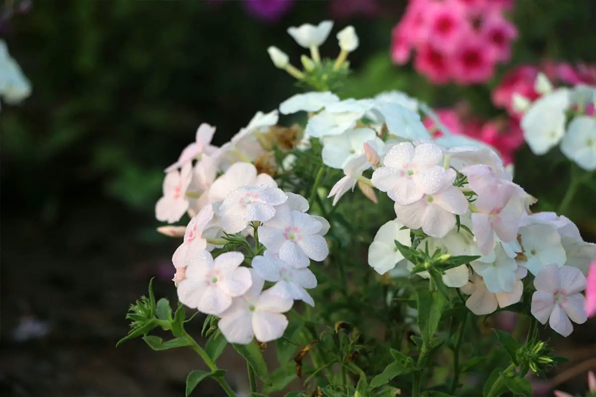 Verbena