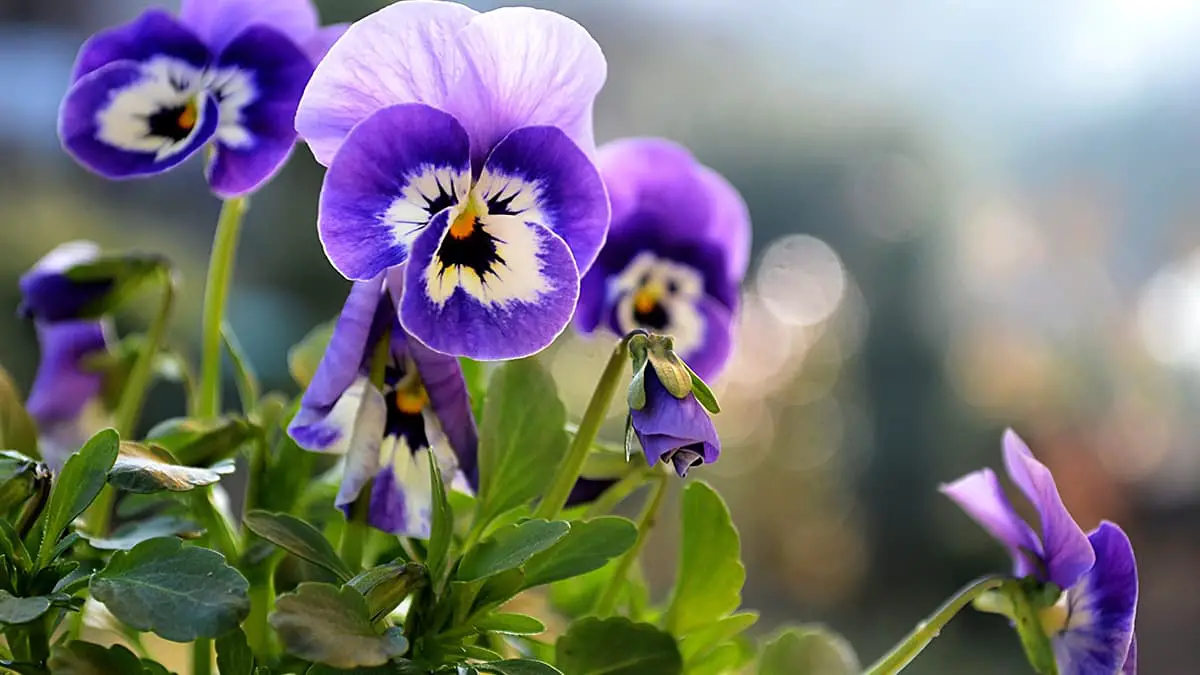 Violet