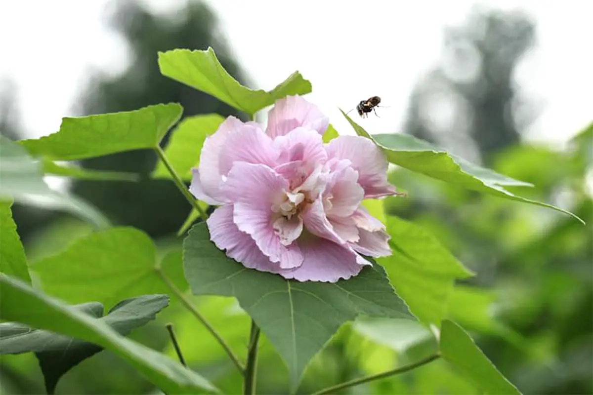 Hibiscus Mutabilis
