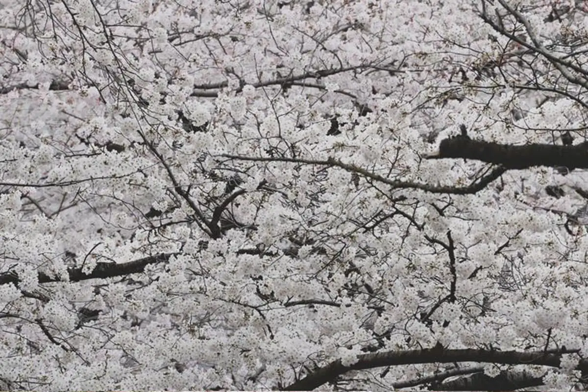 Cerejeiras em flor de Tóquio