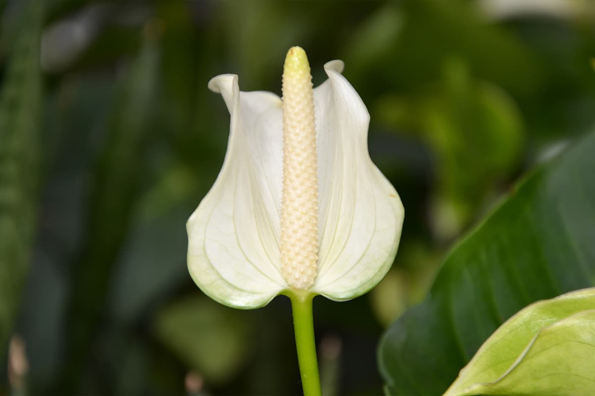 Spathiphyllum