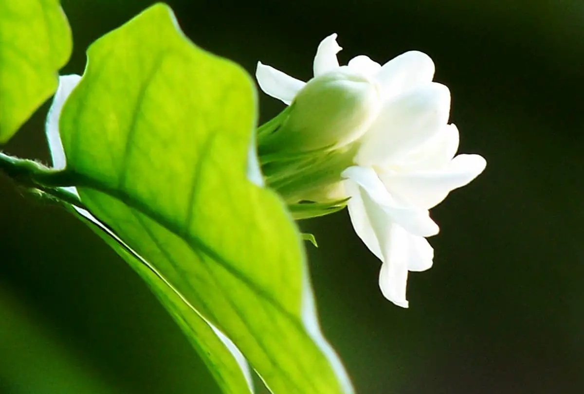 Jasmin