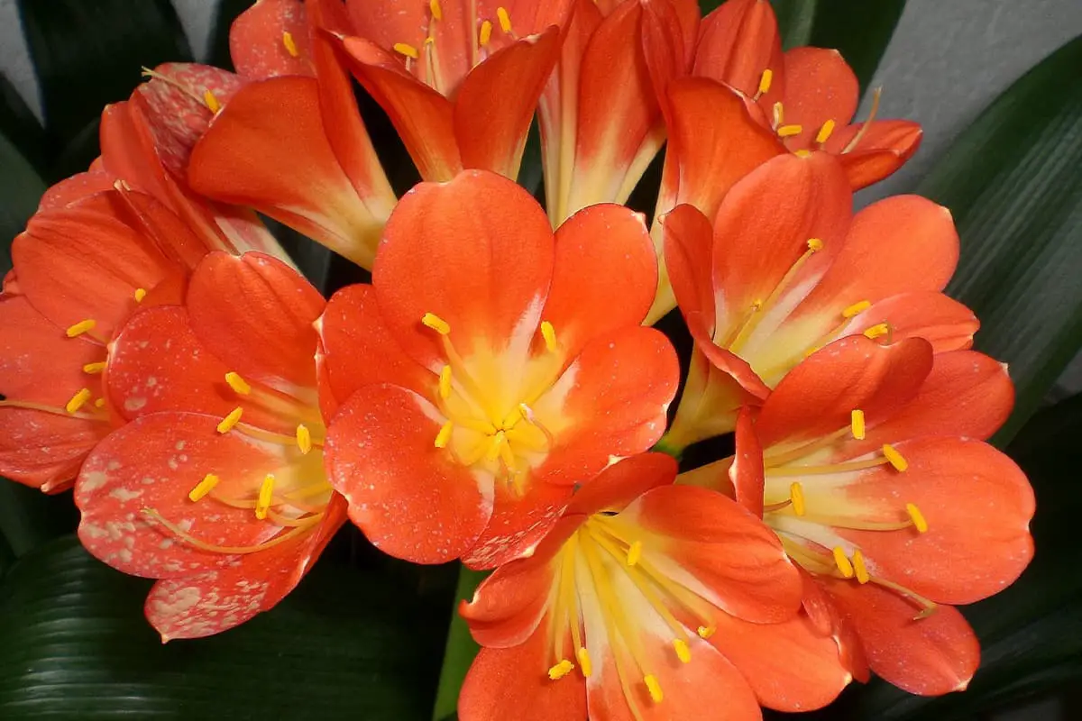 Flowers Suitable for Father's Day