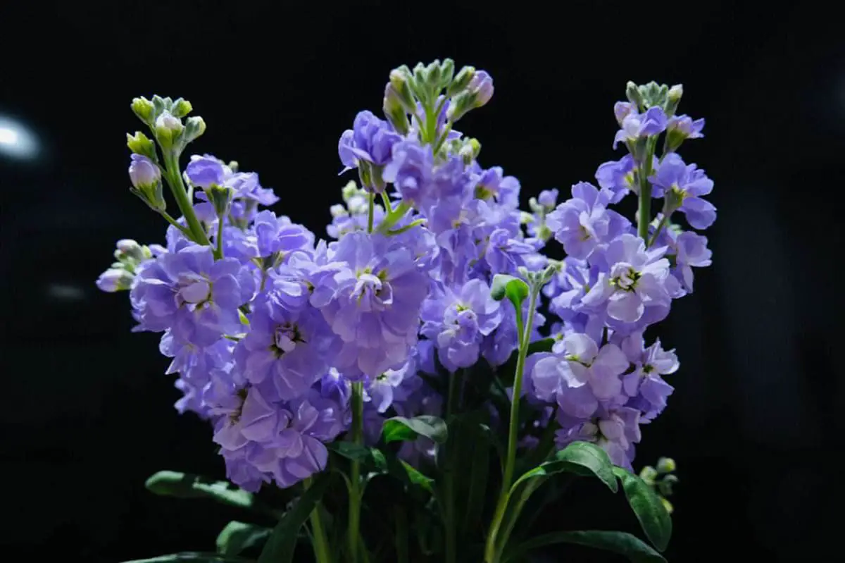 violet